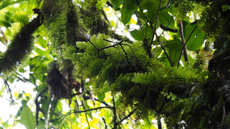 Hymenophyllum ectocarpon photo 5