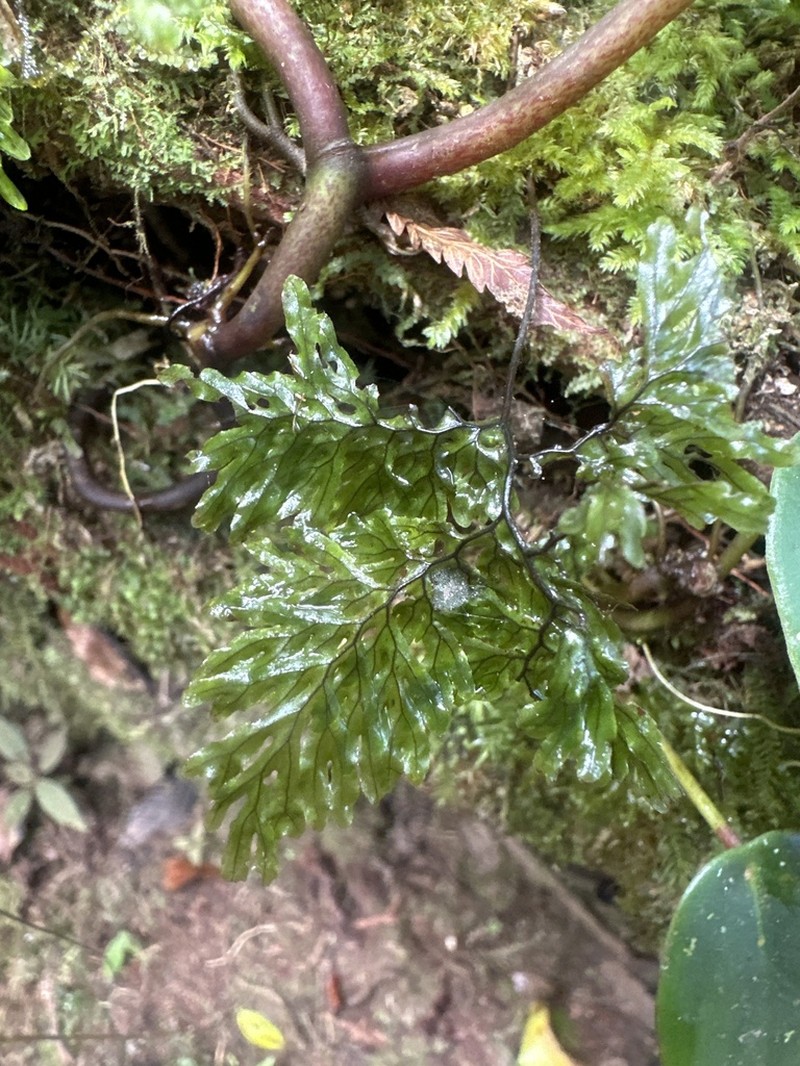 Hymenophyllum ectocarpon photo 6