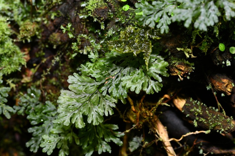 Hymenophyllum ectocarpon photo 7