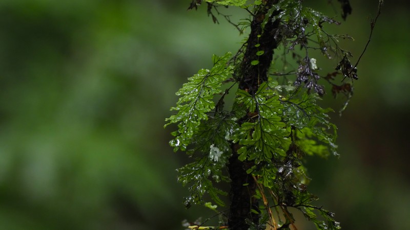 Hymenophyllum ectocarpon photo 8