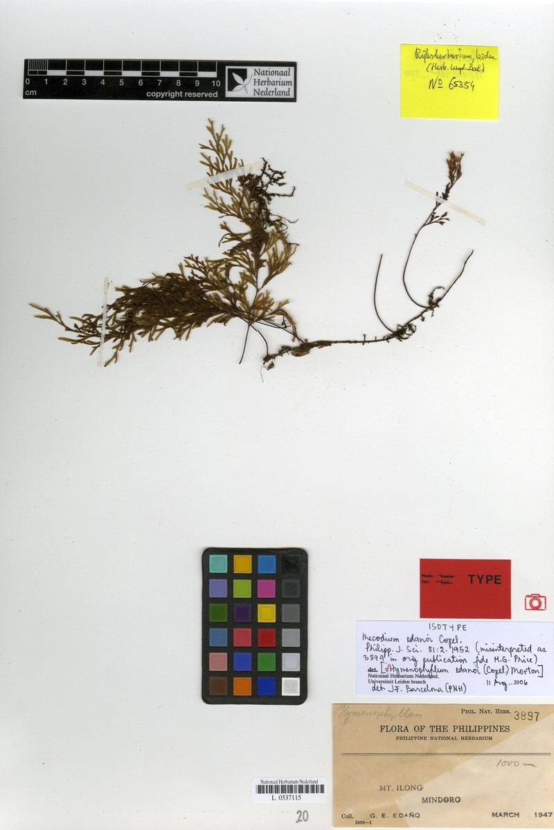 Hymenophyllum edanoi