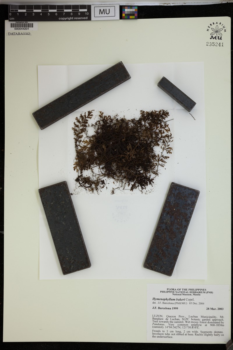 Hymenophyllum edentulum
