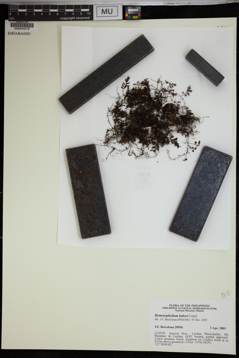 Hymenophyllum edentulum photo 2