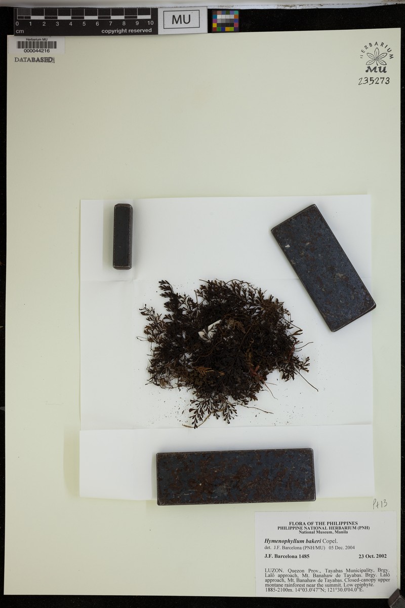 Hymenophyllum edentulum photo 3