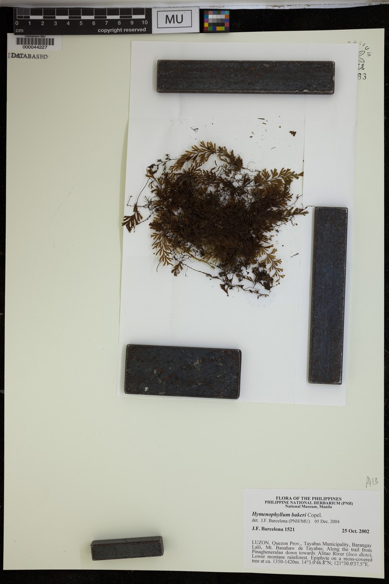 Hymenophyllum edentulum photo 4