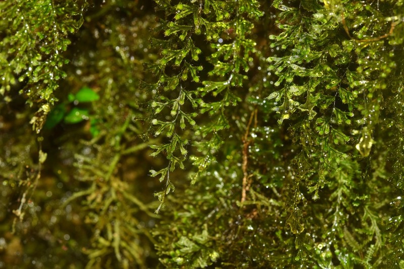 Hymenophyllum elegans