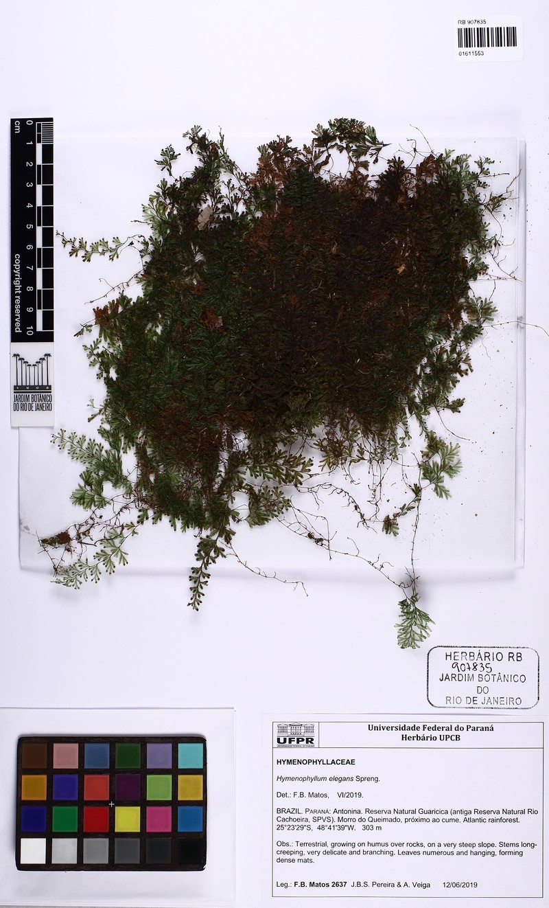 Hymenophyllum elegans photo 2