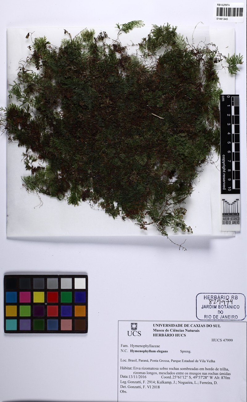 Hymenophyllum elegans photo 3