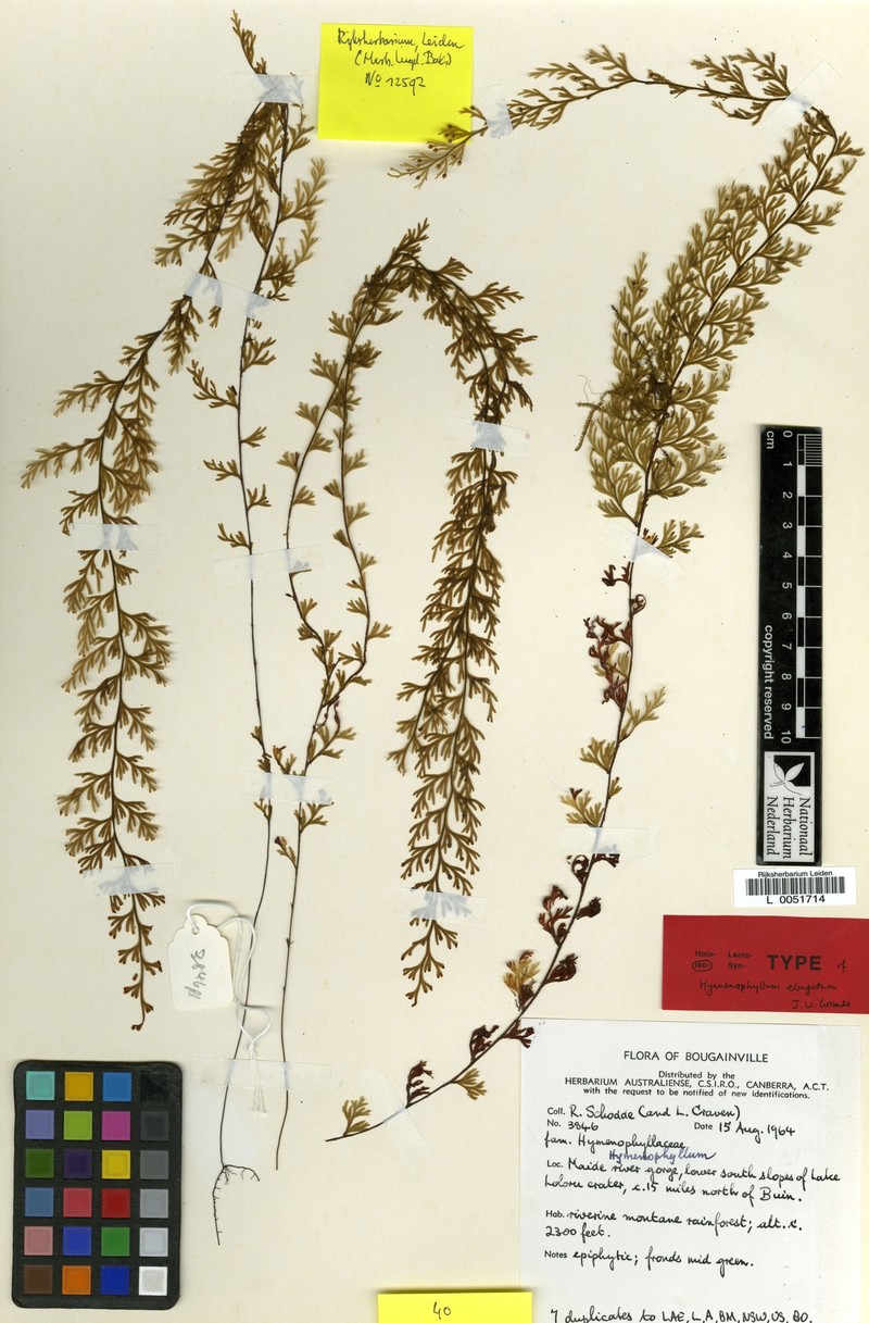 Hymenophyllum elongatum photo 2