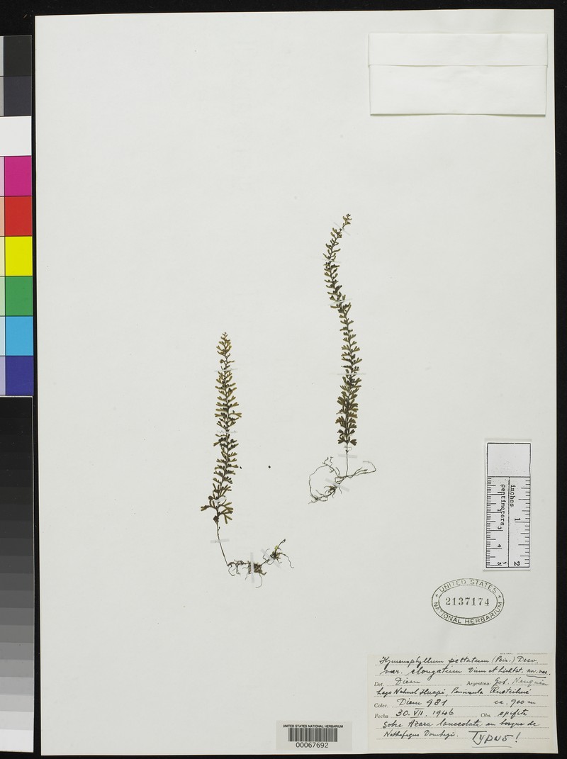 Hymenophyllum elongatum