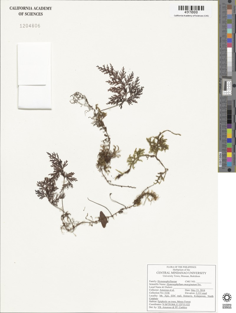 Hymenophyllum emarginatum photo 2