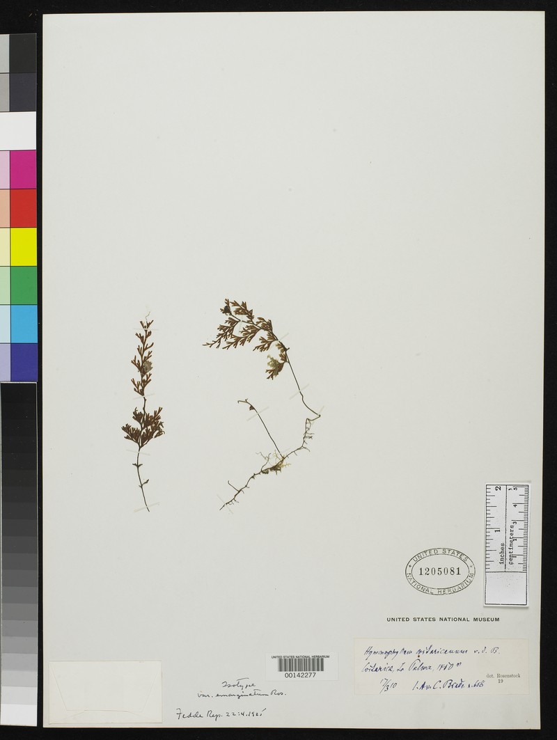 Hymenophyllum emarginatum