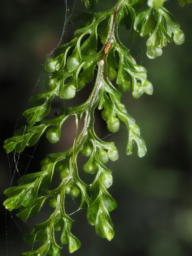 Hymenophyllum exquisitum