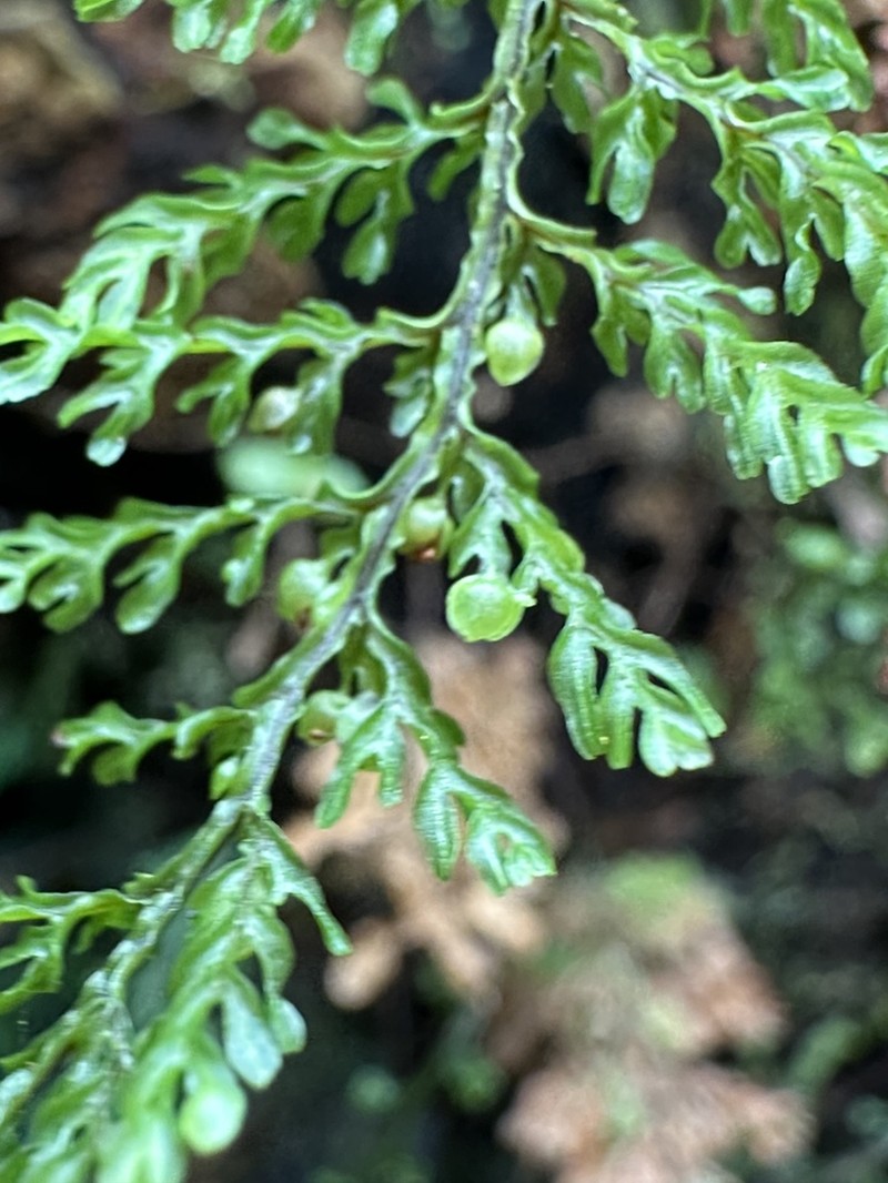 Hymenophyllum exquisitum photo 2