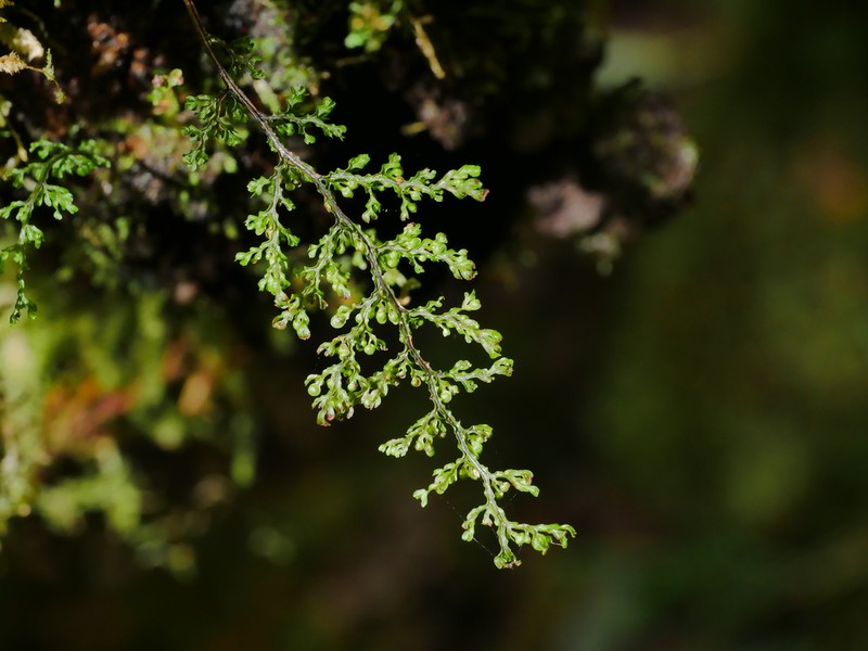 Hymenophyllum exquisitum photo 3
