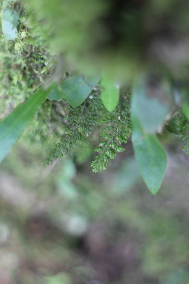 Hymenophyllum exquisitum photo 4