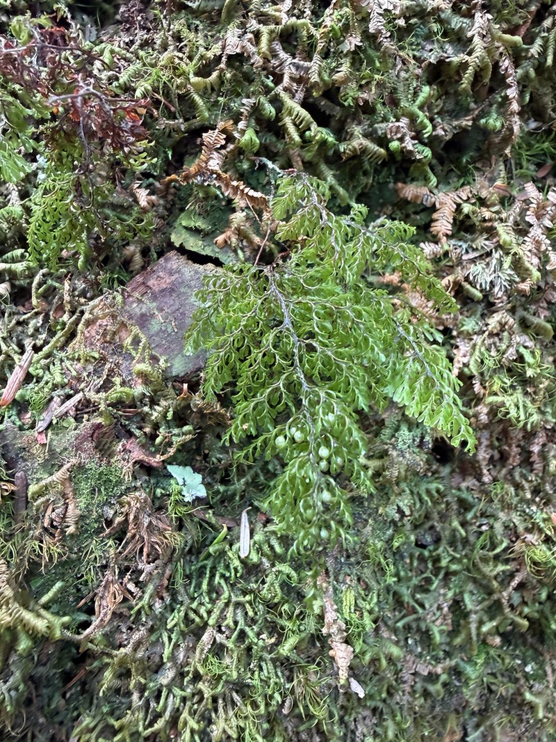 Hymenophyllum exquisitum photo 5