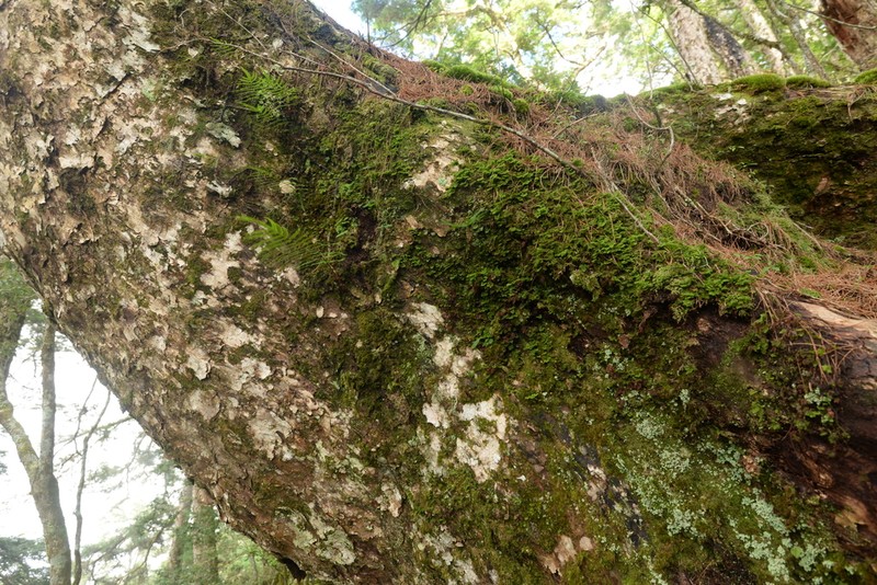 Hymenophyllum exquisitum photo 6