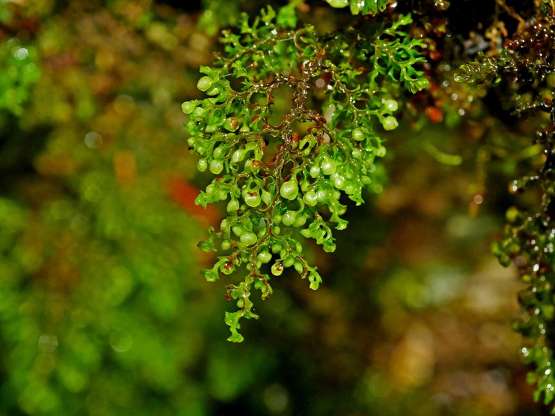Hymenophyllum exquisitum photo 7