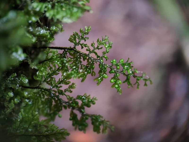 Hymenophyllum exquisitum photo 8