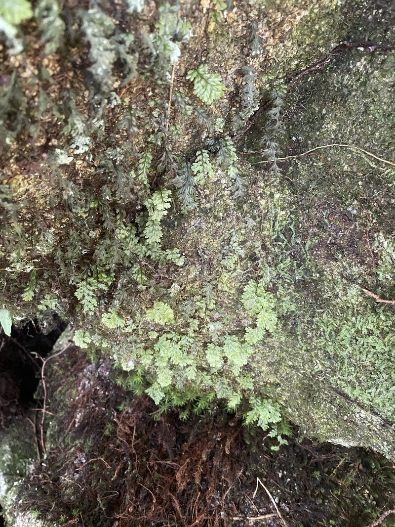 Hymenophyllum exsertum