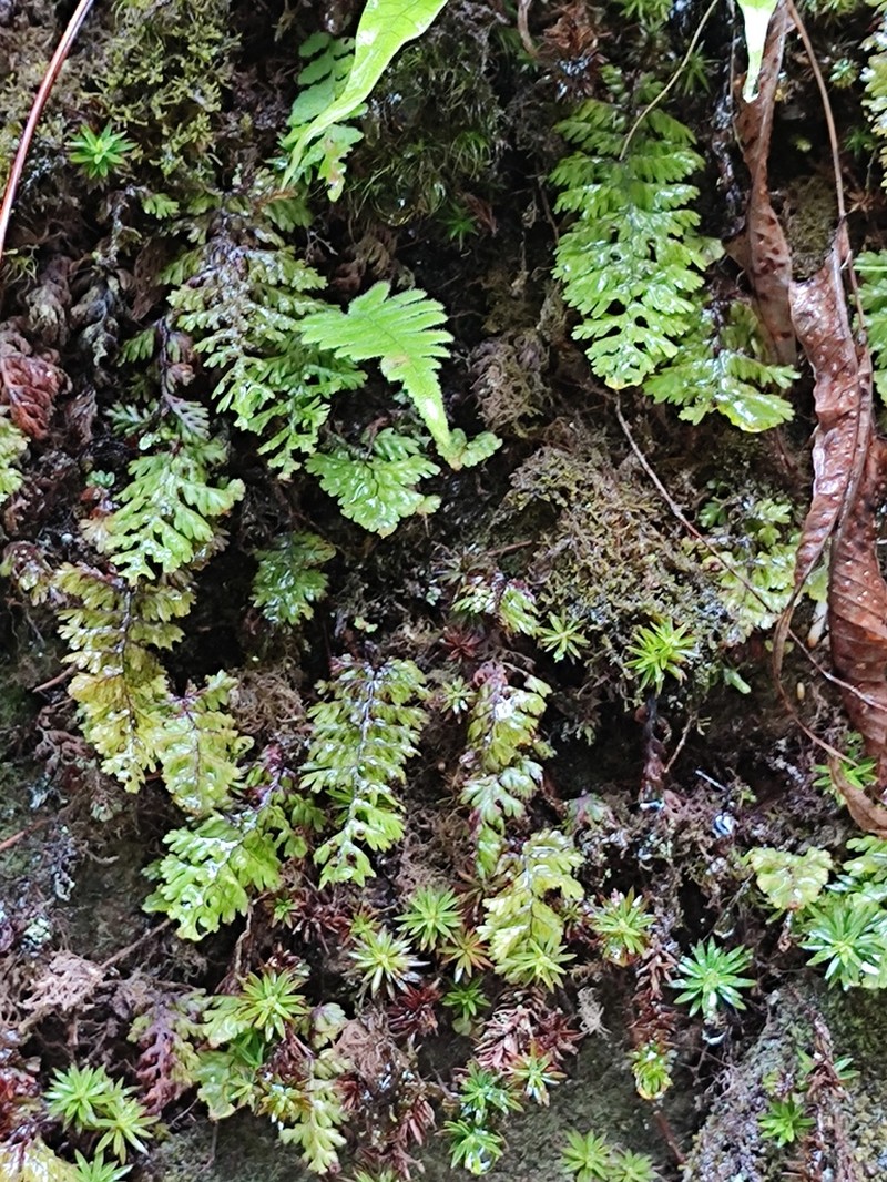 Hymenophyllum exsertum photo 2