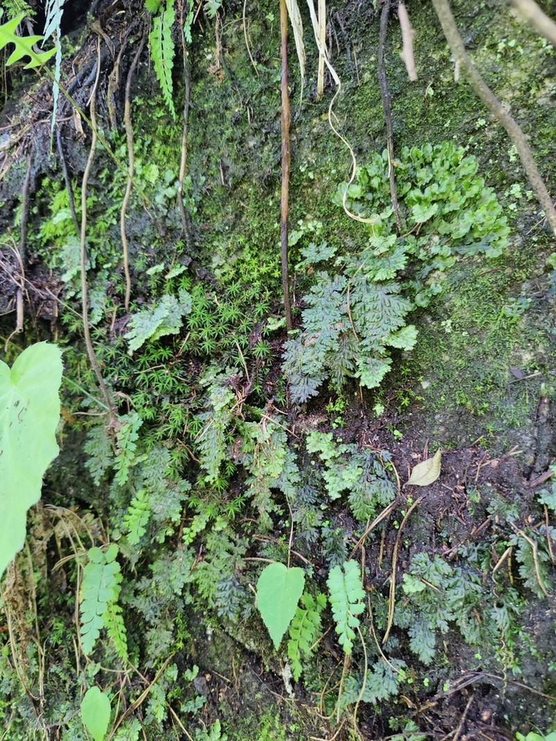 Hymenophyllum exsertum photo 3
