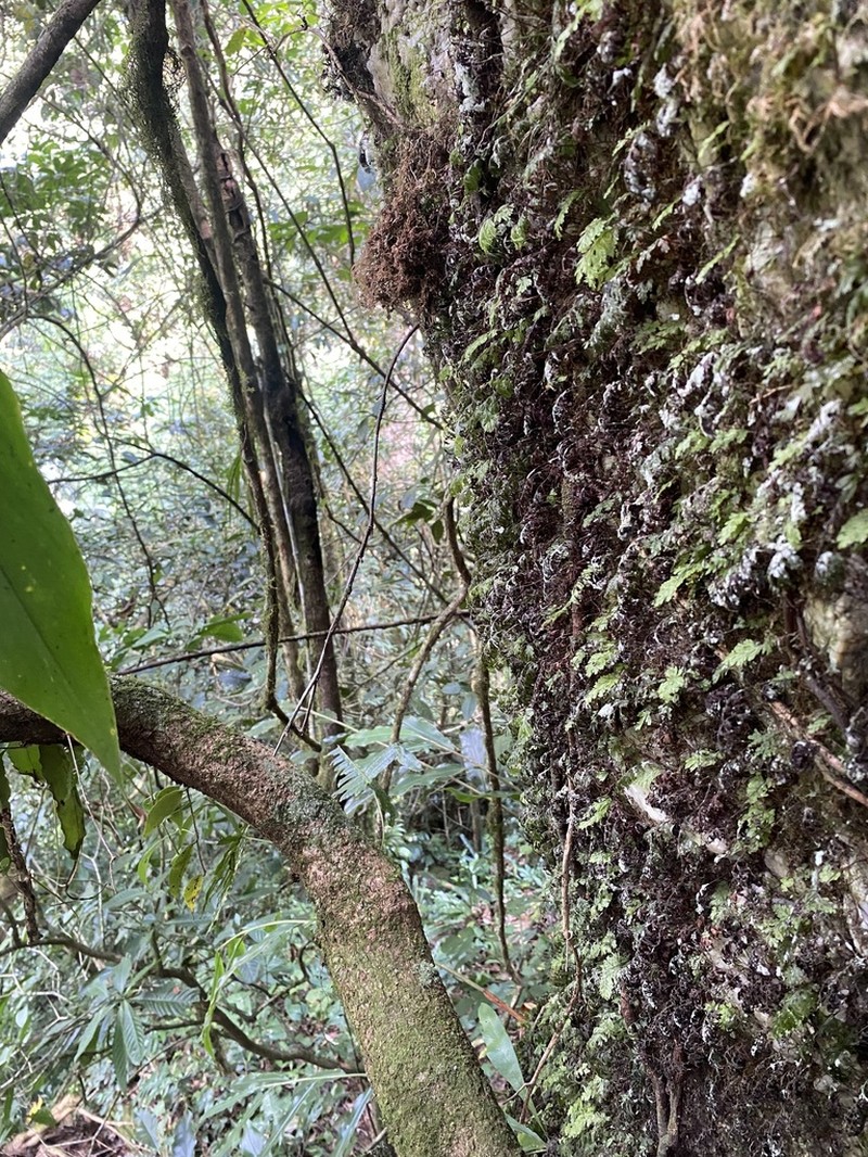 Hymenophyllum exsertum photo 4