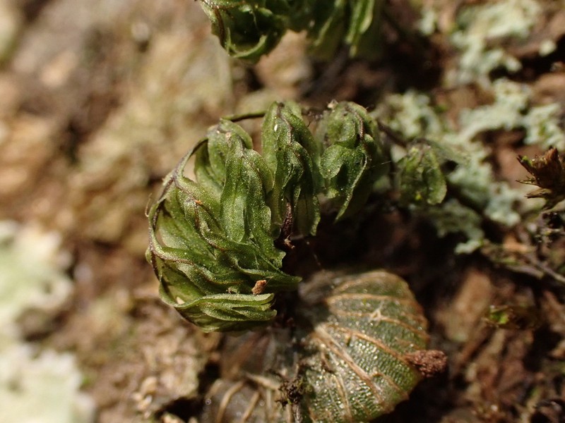 Hymenophyllum exsertum photo 5