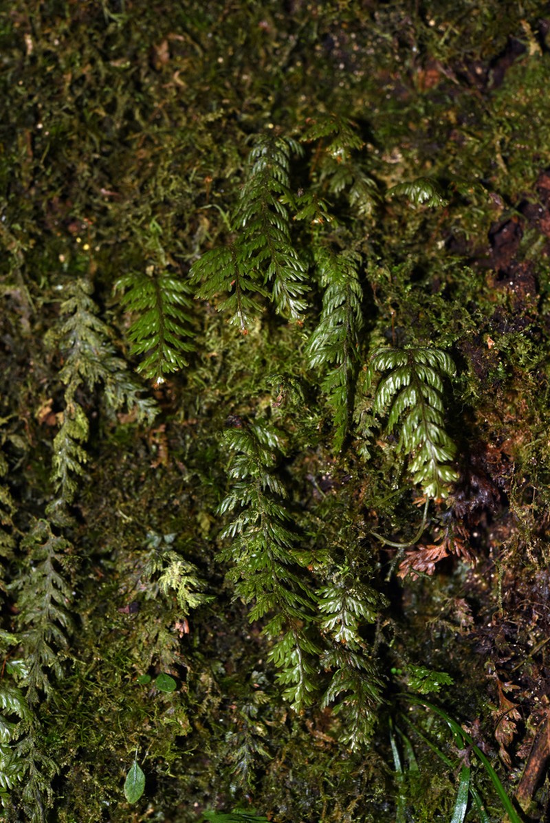 Hymenophyllum exsertum photo 6