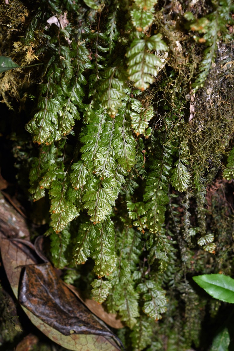 Hymenophyllum exsertum photo 7