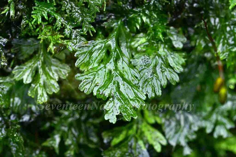 Hymenophyllum exsertum photo 8