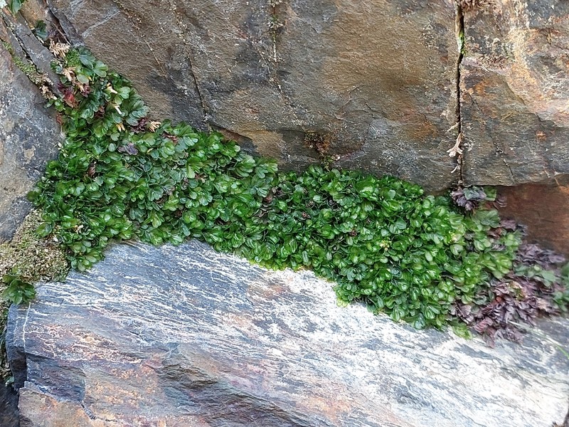 Hymenophyllum falklandicum