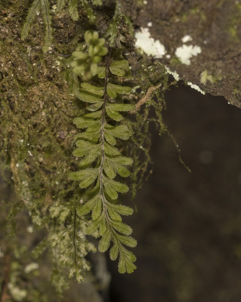 Hymenophyllum falklandicum photo 2