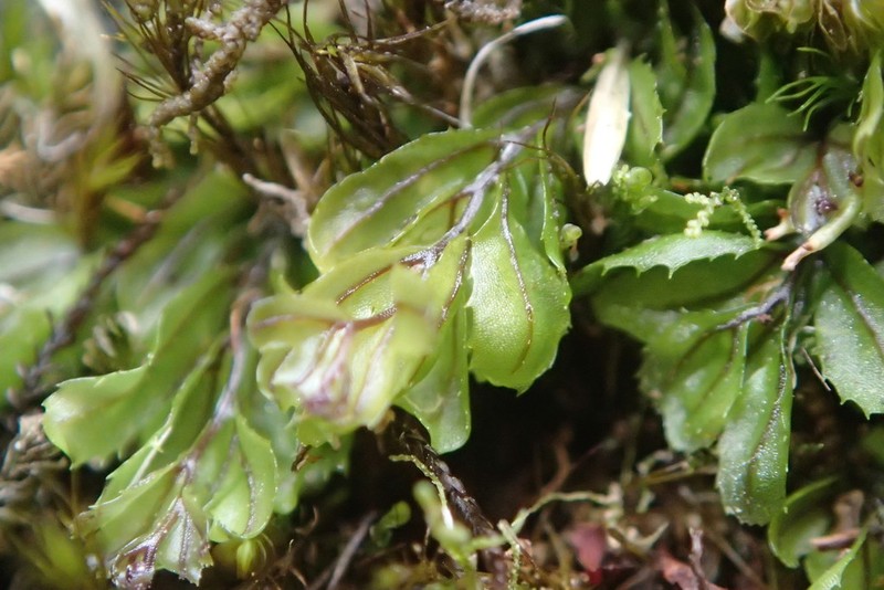 Hymenophyllum falklandicum photo 3