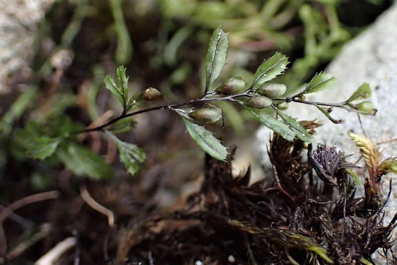Hymenophyllum falklandicum photo 4