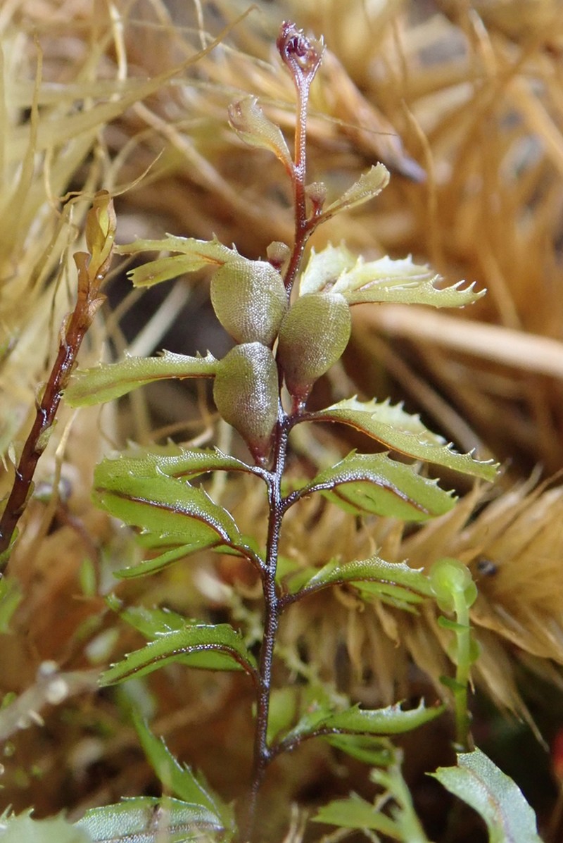 Hymenophyllum falklandicum photo 5