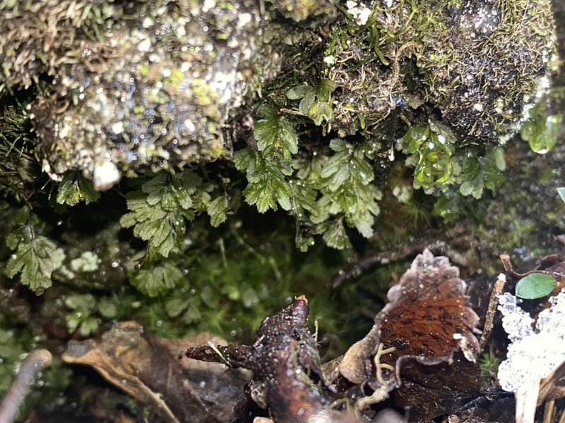 Hymenophyllum falklandicum photo 6