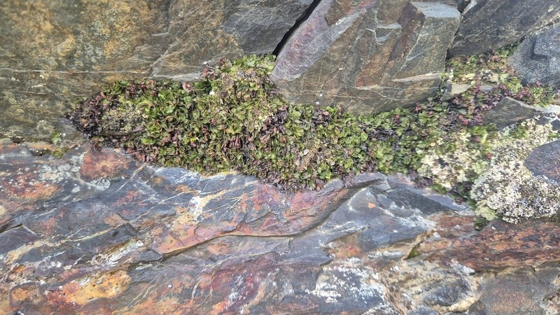 Hymenophyllum falklandicum photo 7