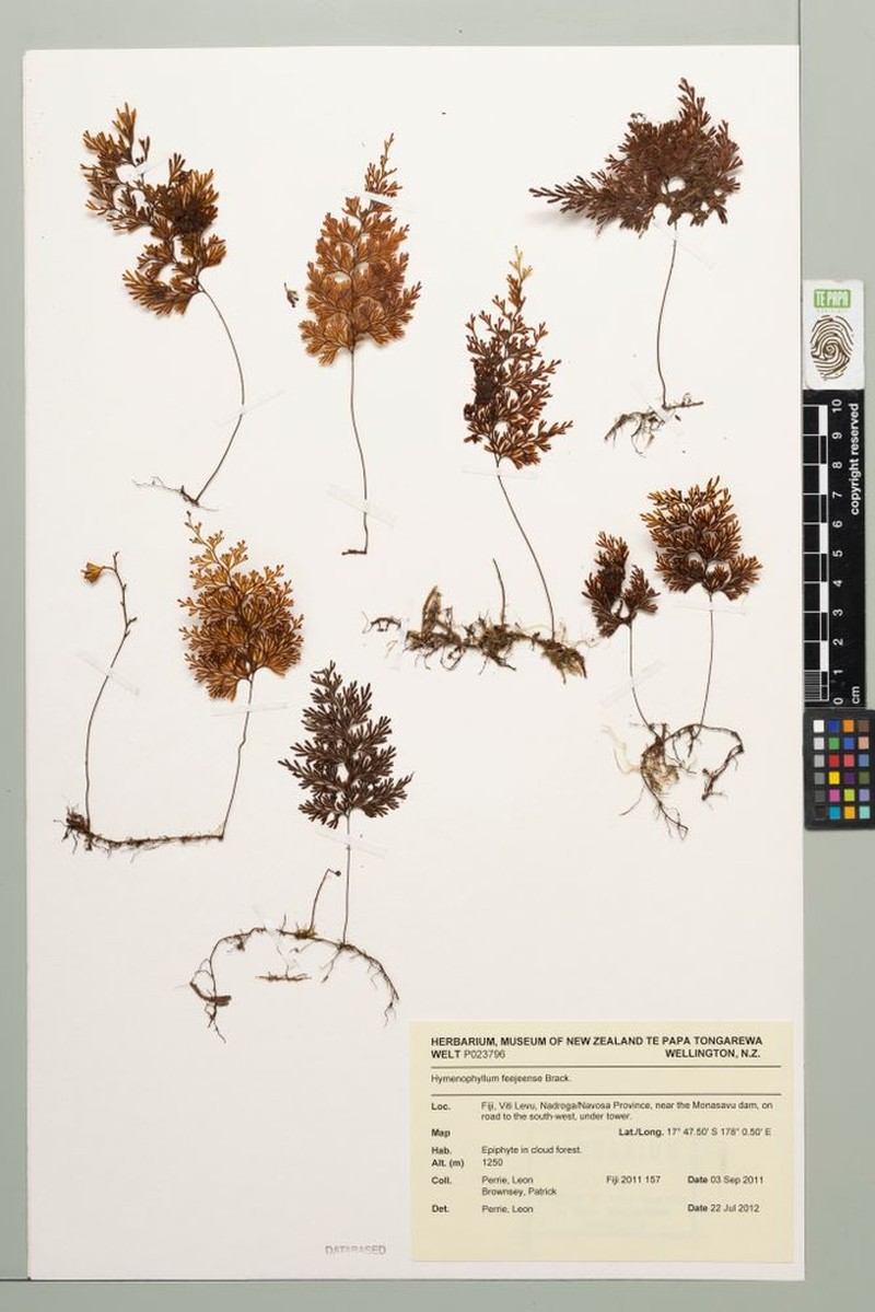 Hymenophyllum feejeense photo 2