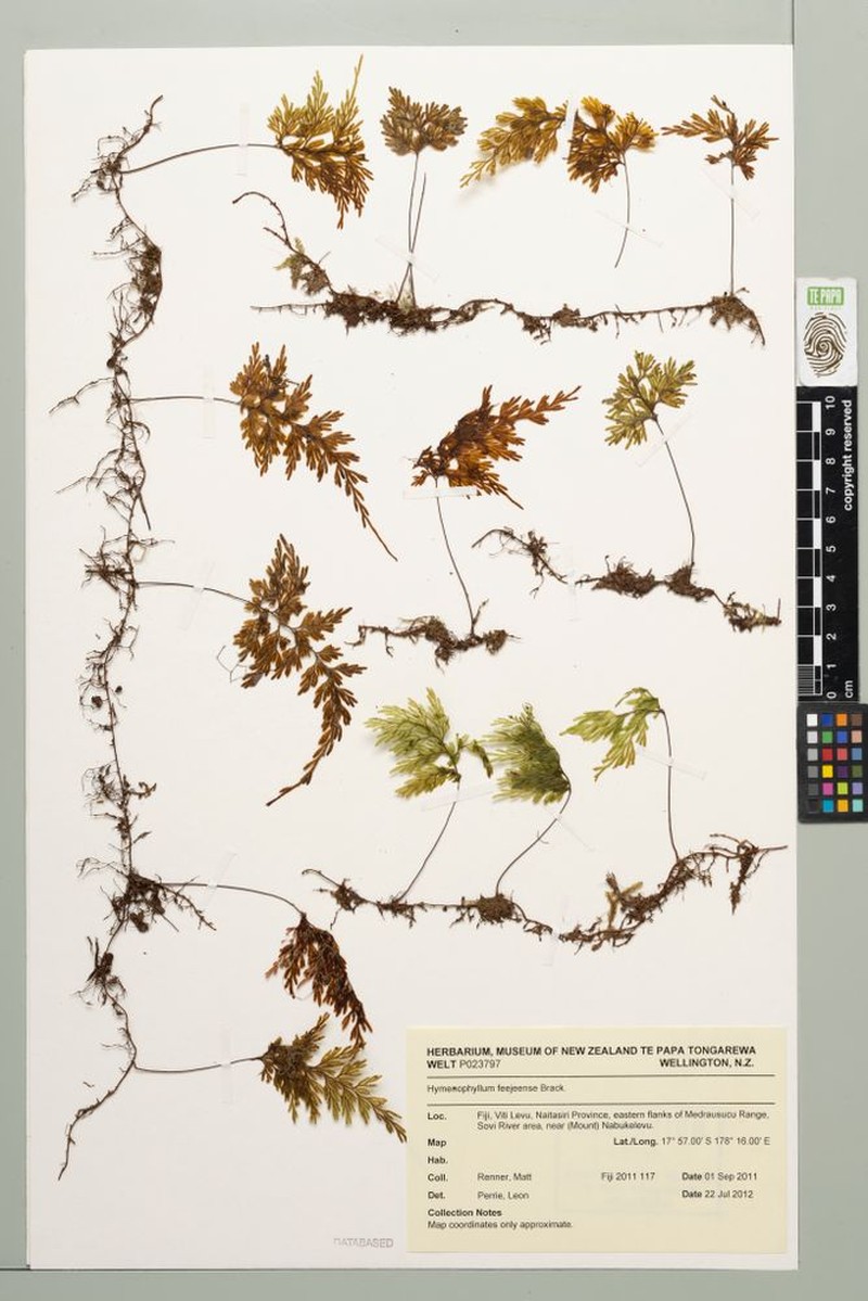 Hymenophyllum feejeense photo 3