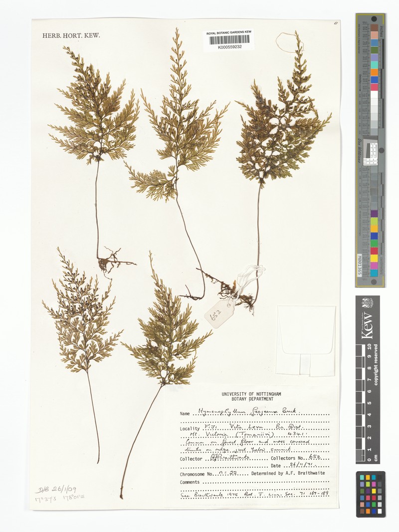 Hymenophyllum feejeense photo 4