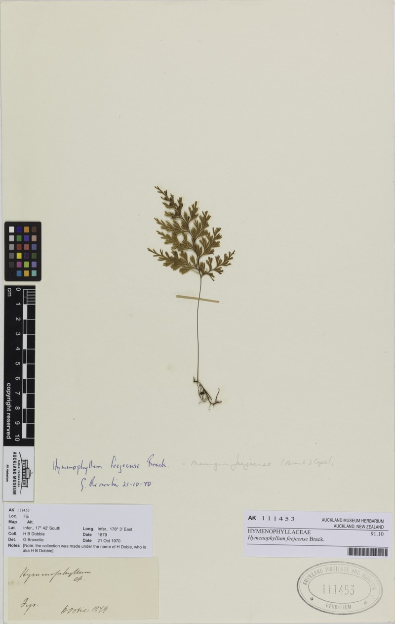 Hymenophyllum feejeense