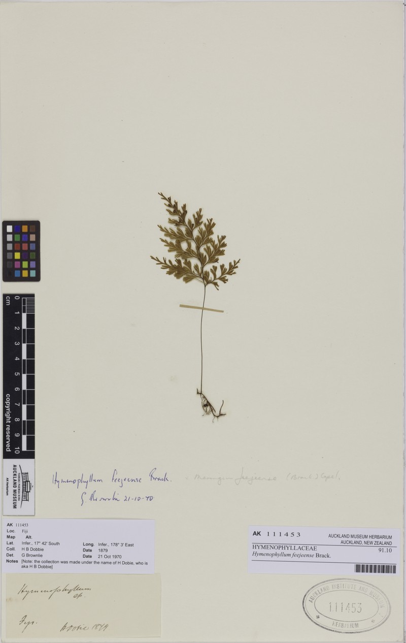 Hymenophyllum feejeense photo 5