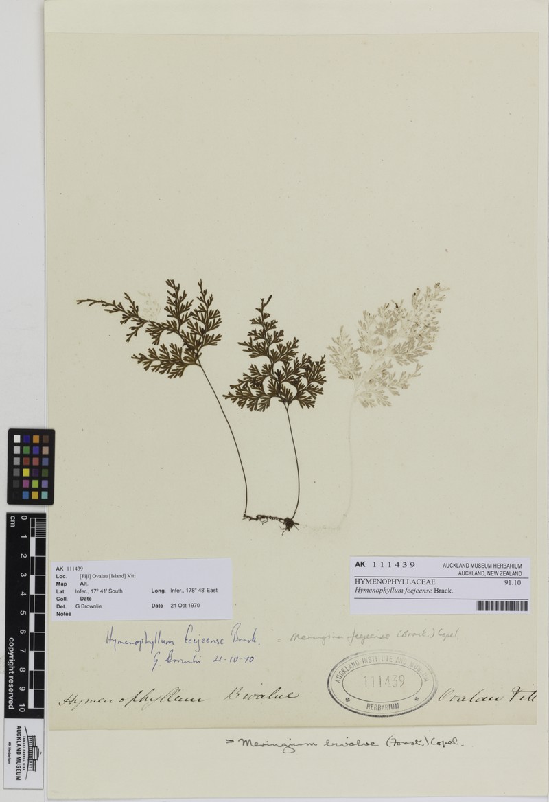 Hymenophyllum feejeense photo 6