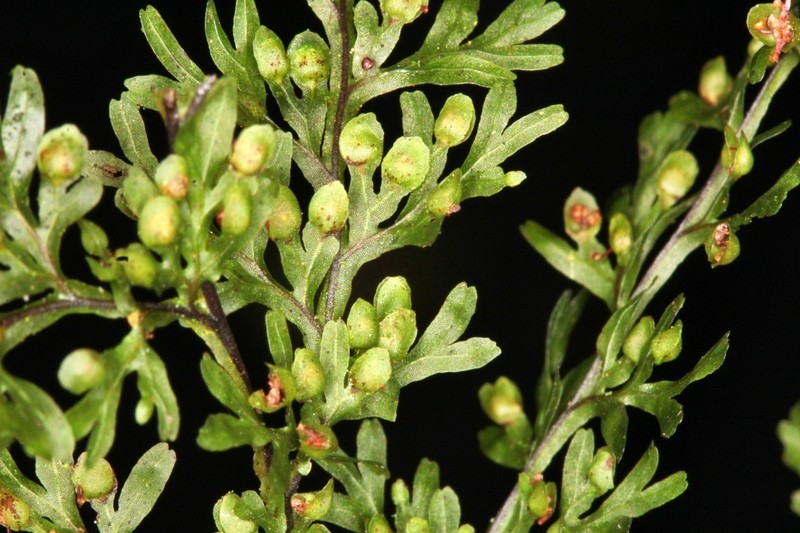 Hymenophyllum ferax