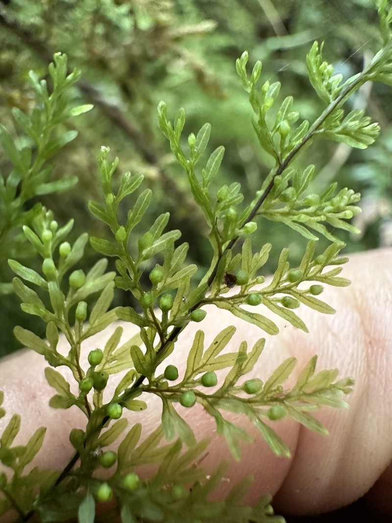 Hymenophyllum ferax photo 2