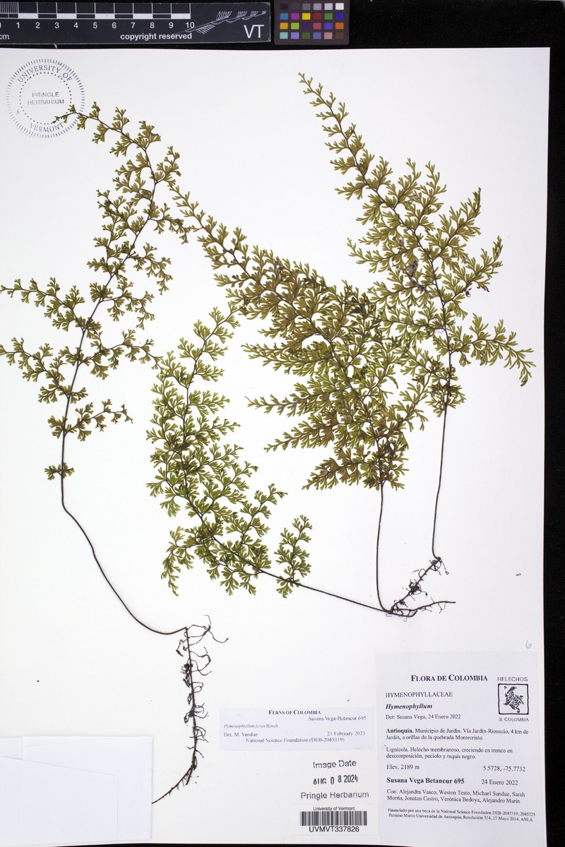 Hymenophyllum ferax photo 3
