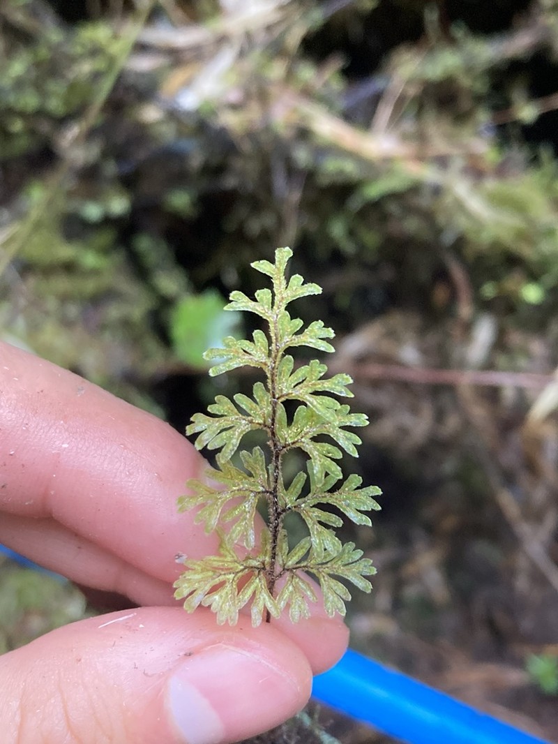 Hymenophyllum ferrugineum