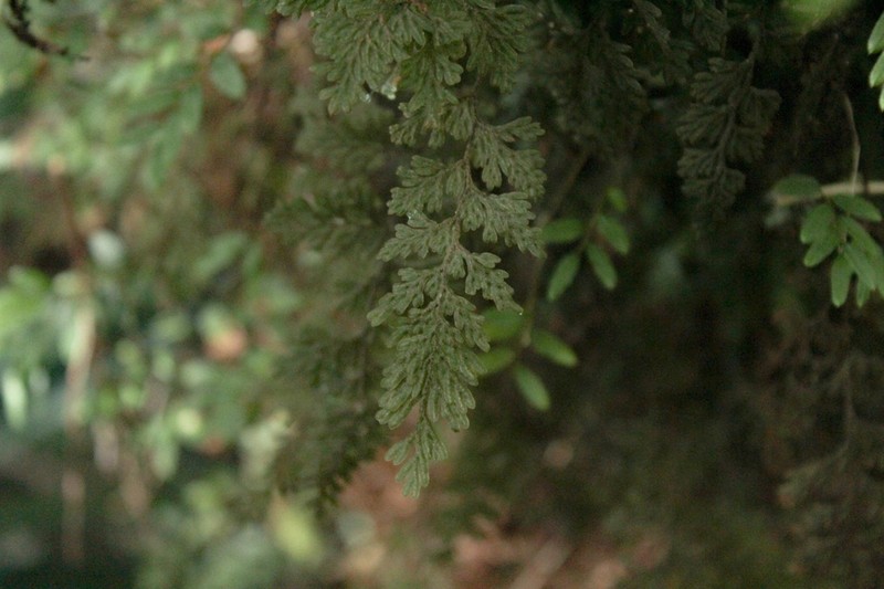 Hymenophyllum ferrugineum photo 2